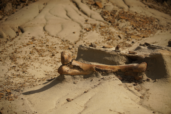 Un fossile de dinosaure dans le parc provincial Dinosaur.