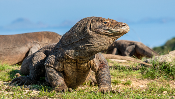 Un varan dans le Parc national de Komodo.