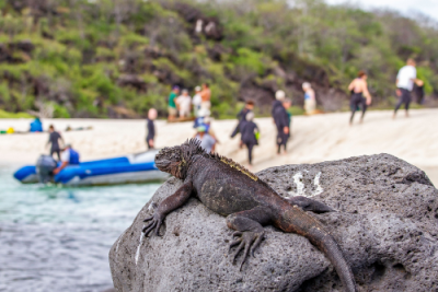 Une plage avec plusieurs personnes et une iguane.