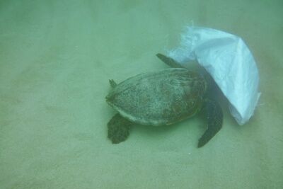 Une tortue prise dans un sac.