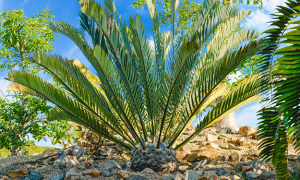 Le Cycad du bois.