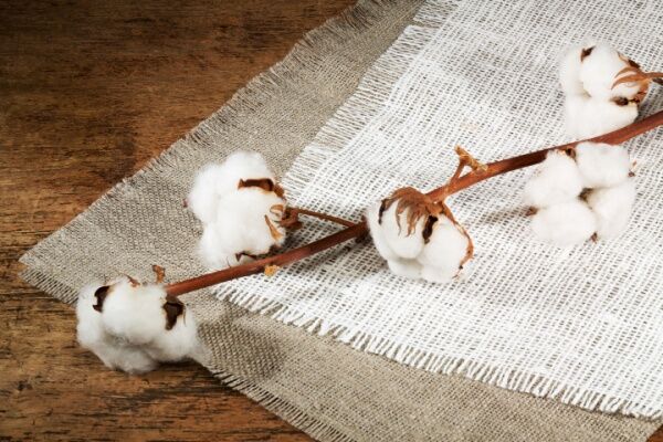 A cotton branch on fabric.