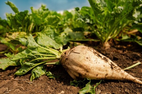 A sugar beet.