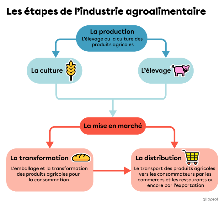 Schéma des étapes de l’industrie agroalimentaire.