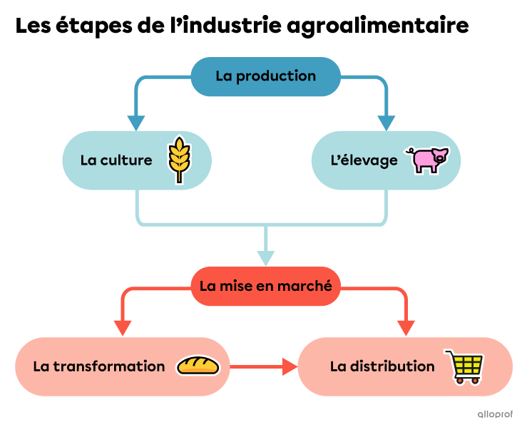 Schéma des étapes de l’industrie agroalimentaire.