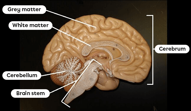 The Brain