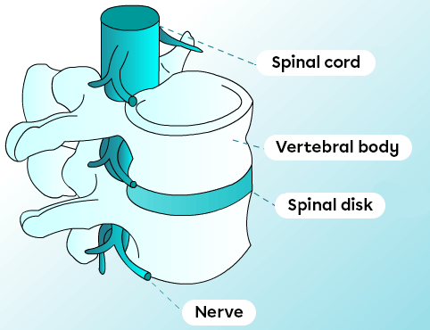 The spinal cord