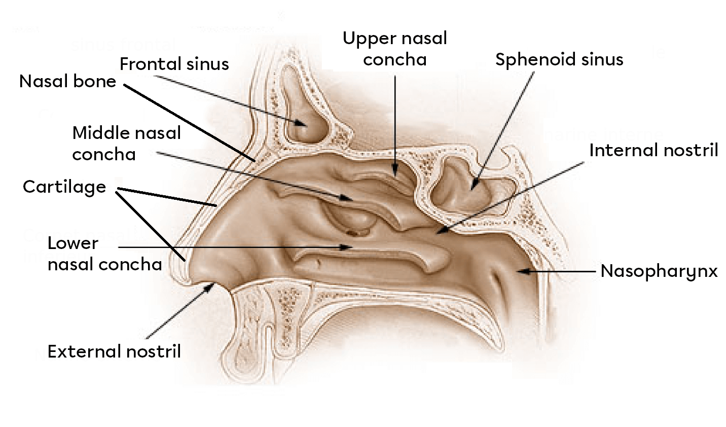Nose