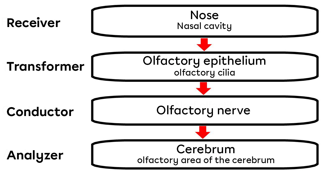Odour