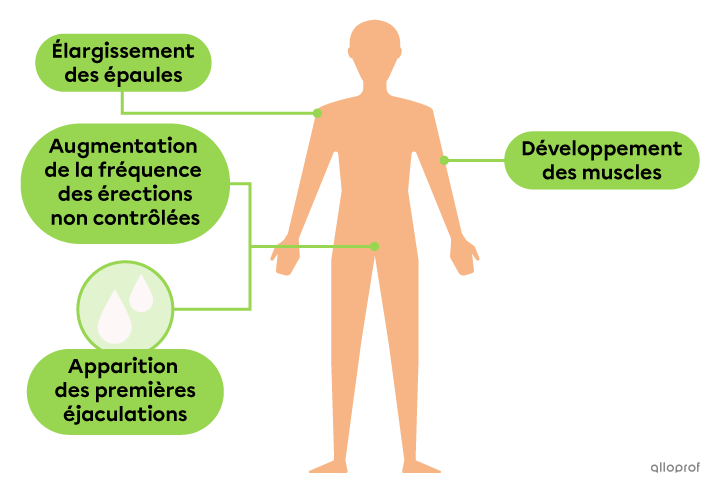 Les changements physiques qui se produisent à la puberté masculine sont l’élargissement des épaules, l’augmentation de la fréquence des érections non contrôlées, l’apparition des premières éjaculations et le développement des muscles.