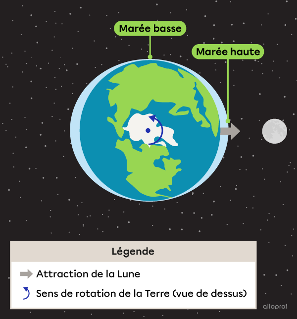 Une représentation schématique de la Terre et de la Lune sur un fond noir, illustrant les marées hautes et basses. La Terre est montrée vue de dessus et son axe de rotation est indiqué. La Lune est plus petite et située à droite de la Terre. Deux zones de marée haute sont indiquées où la surface de la Terre est alignée avec la Lune. Des marées basses sont indiquées dans les deux zones perpendiculaires à la direction des marées hautes.