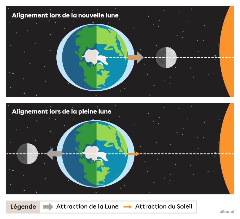 Deux schémas montrent l'alignement Terre-Lune-Soleil lors des marées de vive-eau. En haut, la nouvelle lune est alignée entre la Terre et le Soleil. En bas, la Terre est entre le Soleil et la pleine lune. Des flèches indiquent les forces gravitationnelles de la Lune et du Soleil. Des marées hautes plus élevées que la moyenne sont représentées aux deux surfaces de la Terre alignées avec la Lune et le Soleil. 