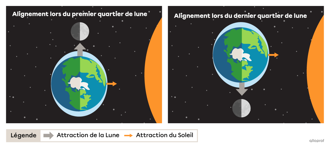 Deux schémas illustrent l'alignement Terre-Lune-Soleil vu de dessus lors des marées de morte-eau. Les deux schémas montrent un alignement Terre-Lune perpendiculaire à l’alignement Terre-Soleil. Le schéma du haut, intitulé Alignement lors du premier quartier de lune, montre la Lune en haut de la Terre et le Soleil à droite de la Terre. Le schéma du bas, intitulé Alignement lors du dernier quartier de lune, montre la Lune en bas de la Terre et le Soleil à droite de la Terre. 