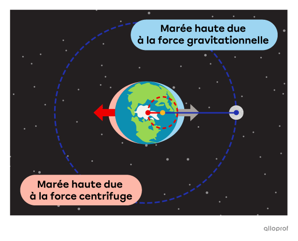 Des ellipses en traits pointillés et de couleurs différentes illustrent les orbites de la Terre et de la Lune. Le barycentre est indiqué par un point jaune situé au centre commun des deux ellipses. Une marée haute due à l’attraction de la Lune est schématisée du côté de la Terre qui fait face à la Lune. Une marée haute due à la force centrifuge est illustrée du côté de la Terre qui est opposé à la Lune.