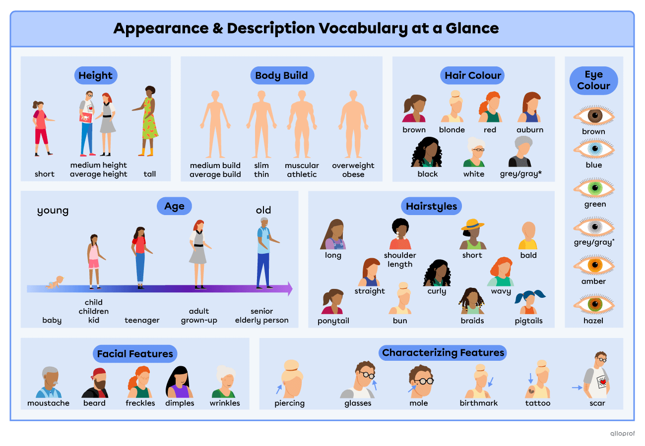 Summary of all the vocabulary words presented on the page. Height, comparing characters where one is short, 2 are of average height and one is tall. Body build with a  comparison of 4 characters’ body build. One is of average build, one is slim, one is muscular and one is fat. Age vocabulary words showing a baby, a child, a teenager, a young adult, a middle-aged adult and an elderly person. Hair colour showing characters with brown, blond, red, auburn, black, white and grey hair. Hairstyles showing characte