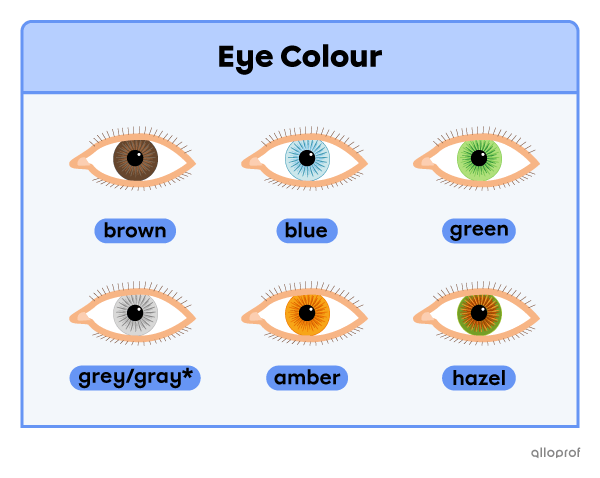 A comparison of 6 different eye colours: brown, blue, green, grey, amber and hazel.