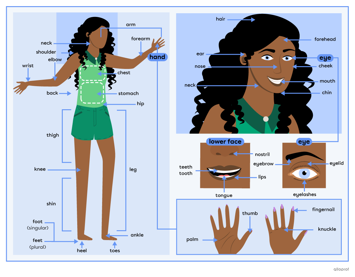 Body parts vocabulary summary. A person with the following parts identified: head, neck, shoulder, chest, stomach, arm, elbow, hand, wrist, back, hip, leg, thigh, knee, shin, foot, toes, ankle and heel. A close-up of a person’s head with the following parts identified: hair, ear, eye, nose, mouth, forehead, cheek, chin and neck. Zoomed-in eye with the following parts identified: eyebrow, eyelashes and eyelids. A close-up of a lower face with the following parts identified: lips, nostrils, tooth (singular), 