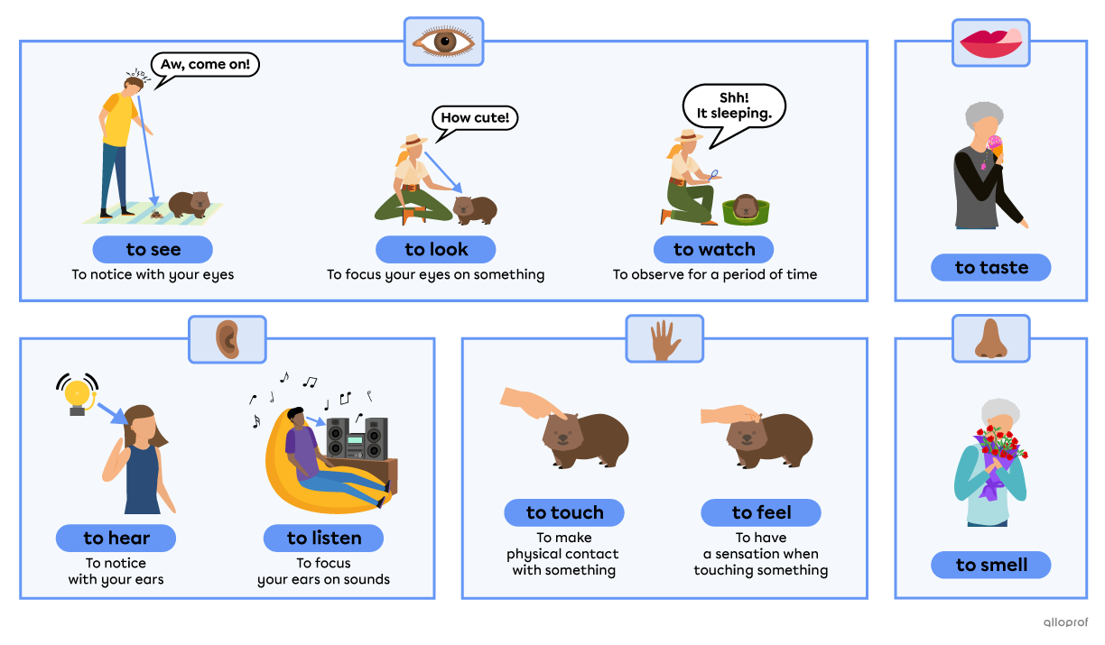 Verbs related to the five senses. The verbs are to see, to look, to watch, to hear, to listen, to taste, to touch, to feel and to smell.