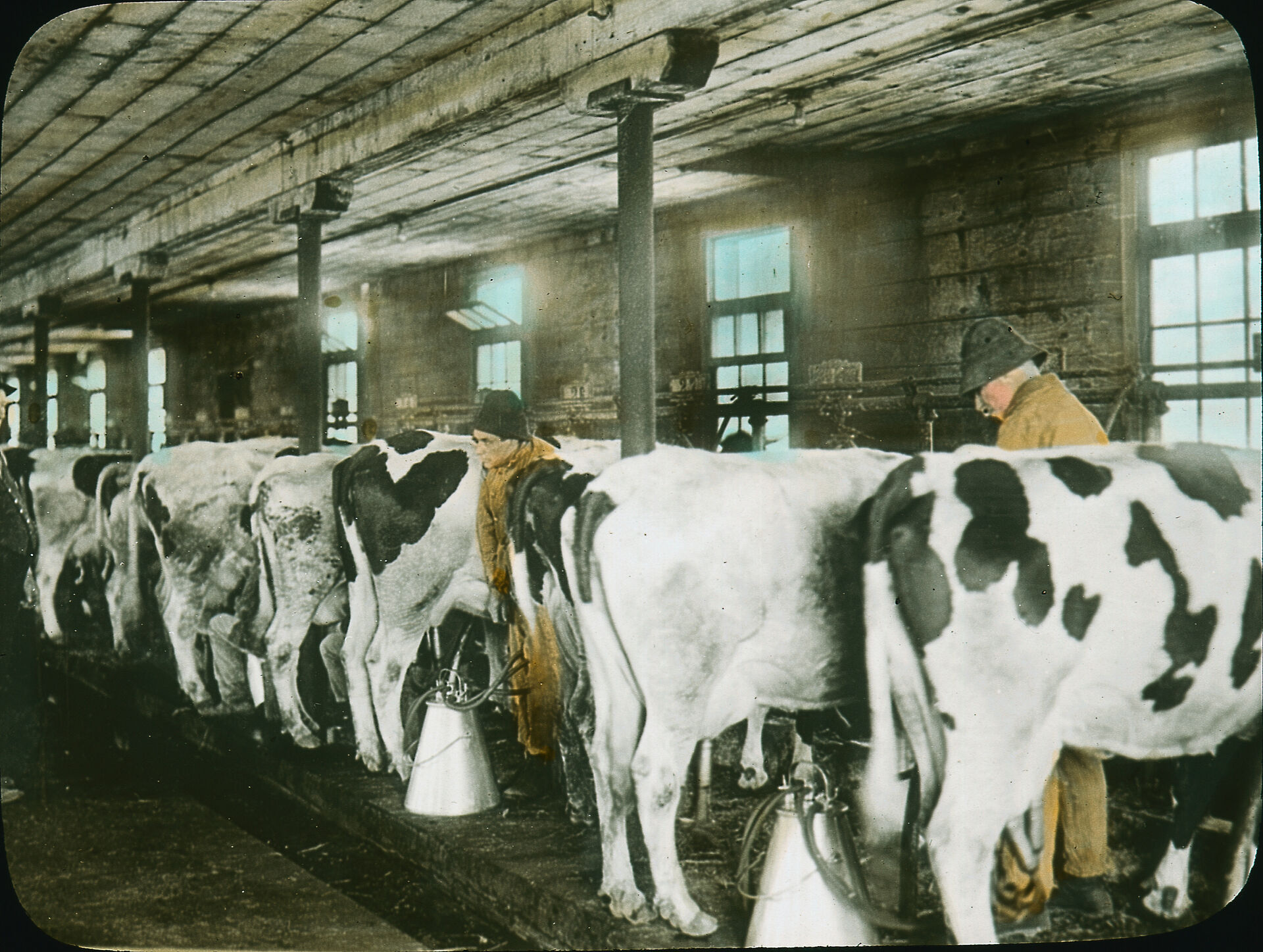 Photo de l’heure de la traite dans une ferme laitière.