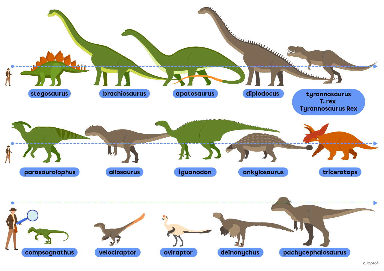 Dinosaurs such the stegosaurus, the brachiosaurus and the T. rex.