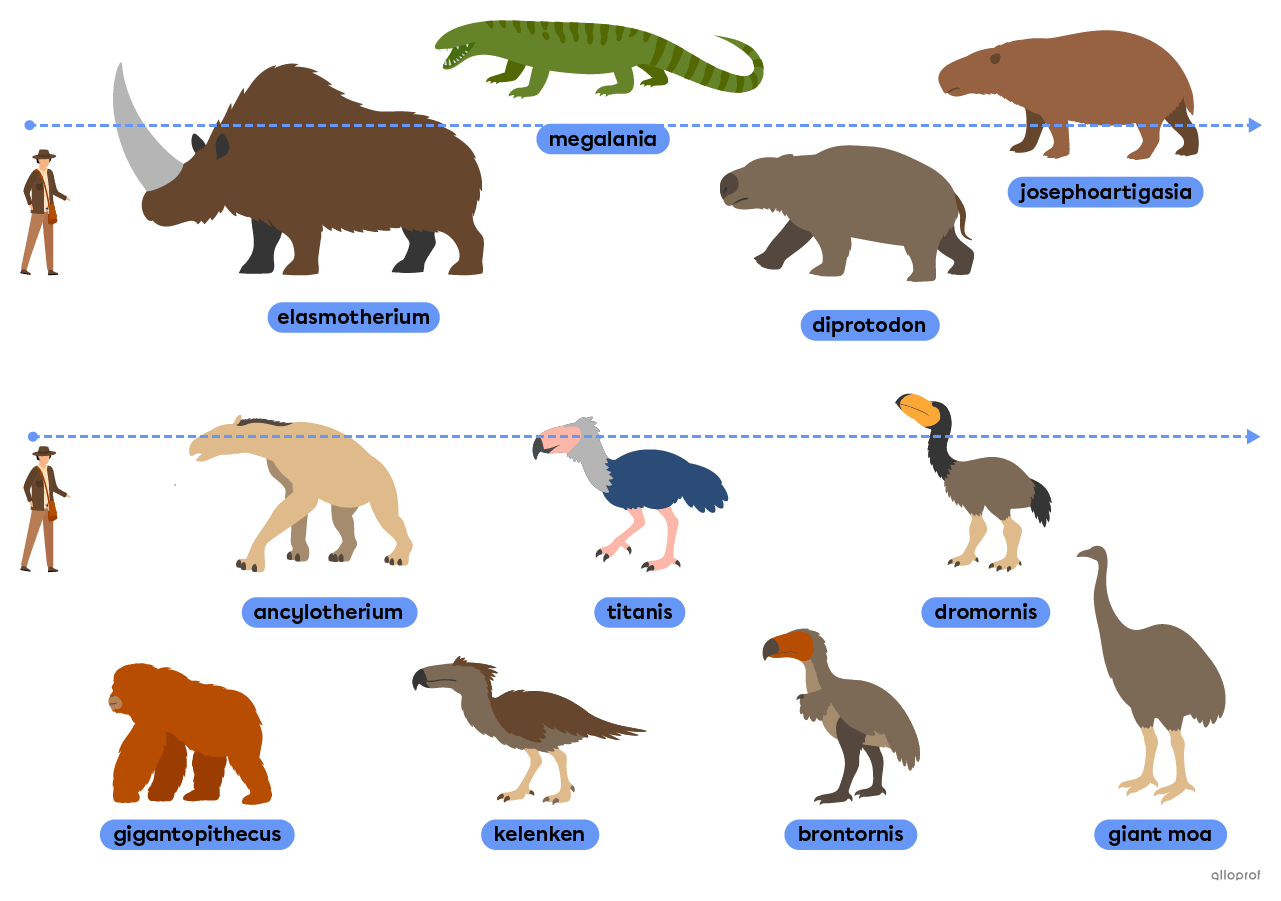 Animals that lived after the dinosaur era, such as the diprotodon, the elasmotherium and the giant moa.