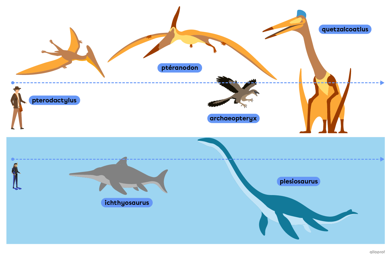 Prehistoric flying and aquatic animals such as the pteranodon, the archaeopteryx and the ichthyosaurus.