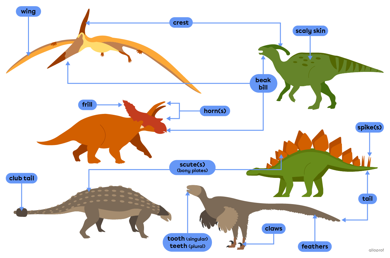 Dinosaur physical features such as tails, horns and scutes.