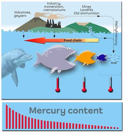 Bioaccumulation, Biomagnification, and Bioconcentration | Secondaire ...