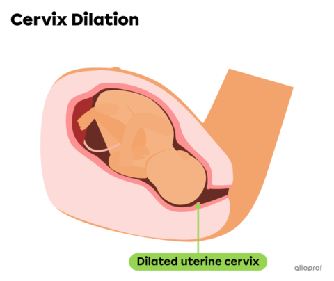 Dilation Process From Fertilization to Childbirth | Secondaire | Alloprof