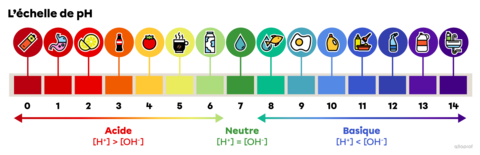 L’échelle De PH Et Les Indicateurs Acidobasiques | Secondaire | Alloprof
