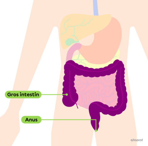 Le système digestif et son anatomie | Secondaire | Alloprof