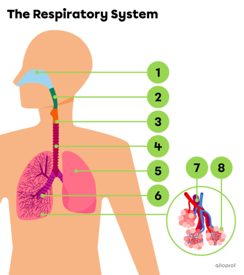 The Respiratory System and Anatomy | Secondaire | Alloprof