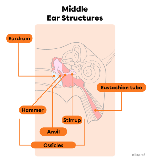 Mid Ear Loop Ears, Hearing and Balance | Secondaire | Alloprof