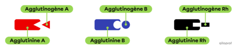 Les groupes sanguins et la compatibilité sanguine | Secondaire | Alloprof