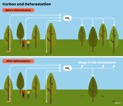 Carbonizing Tree The Amazonia Forest Region | Secondaire | Alloprof
