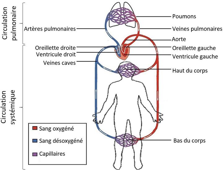 Les circulations systémique et pulmonaire (grande et petite