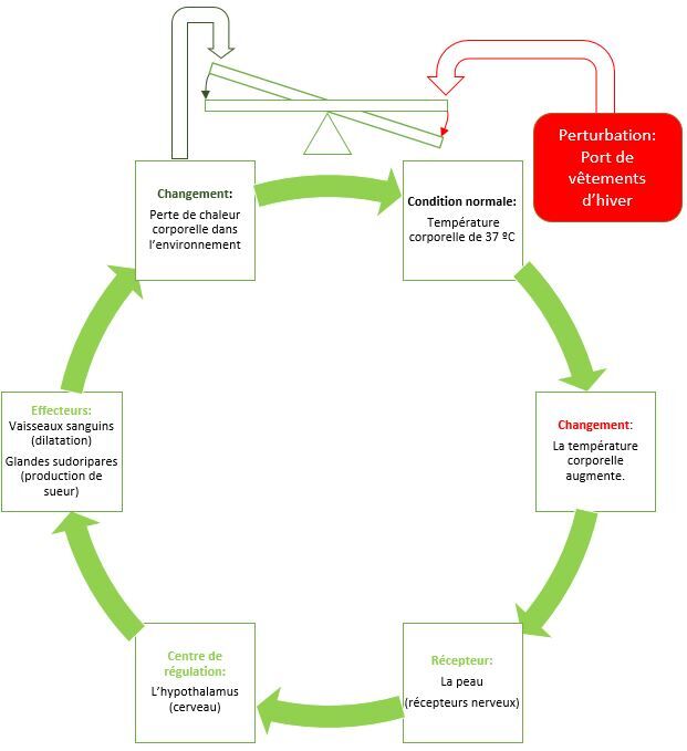 Le maintien de l'équilibre sanguin (l'homéostasie) Secondaire Alloprof