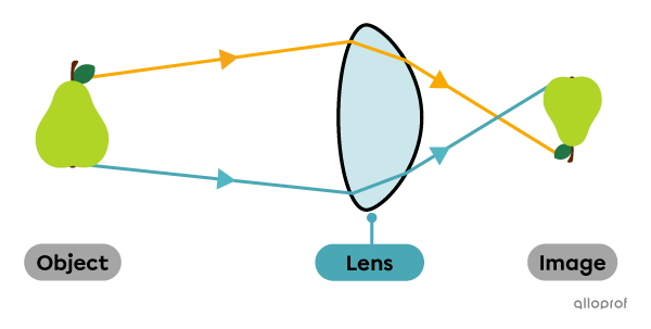 Eyes and Vision | Secondaire | Alloprof
