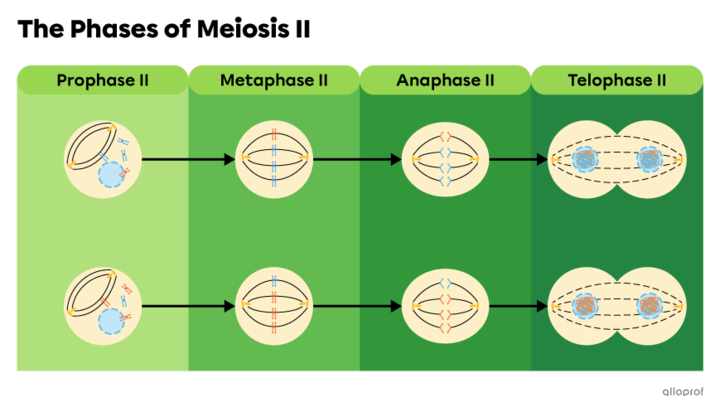 The Phases of Meiosis (Advanced Concepts) | Secondaire | Alloprof