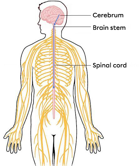 Reflex Arc and Voluntary Movements | Secondaire | Alloprof