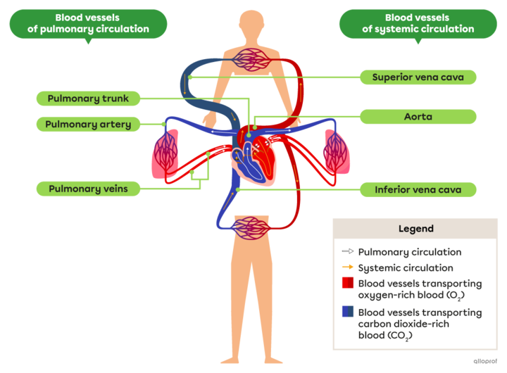 Pulmonary And Systemic Circulations | Secondaire | Alloprof