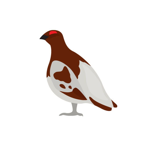 pileu