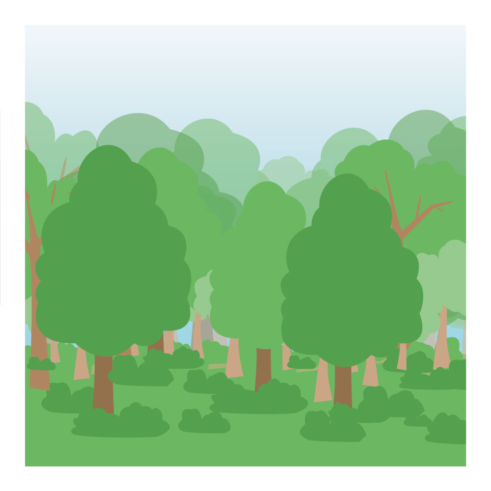 forest.