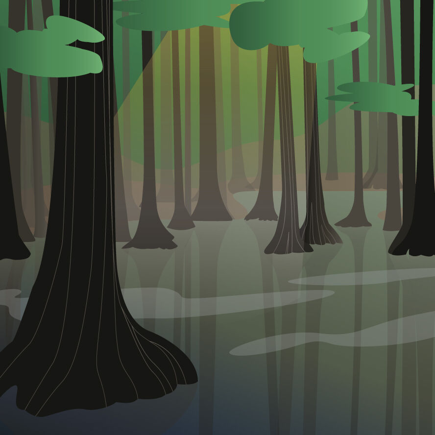 swamp
