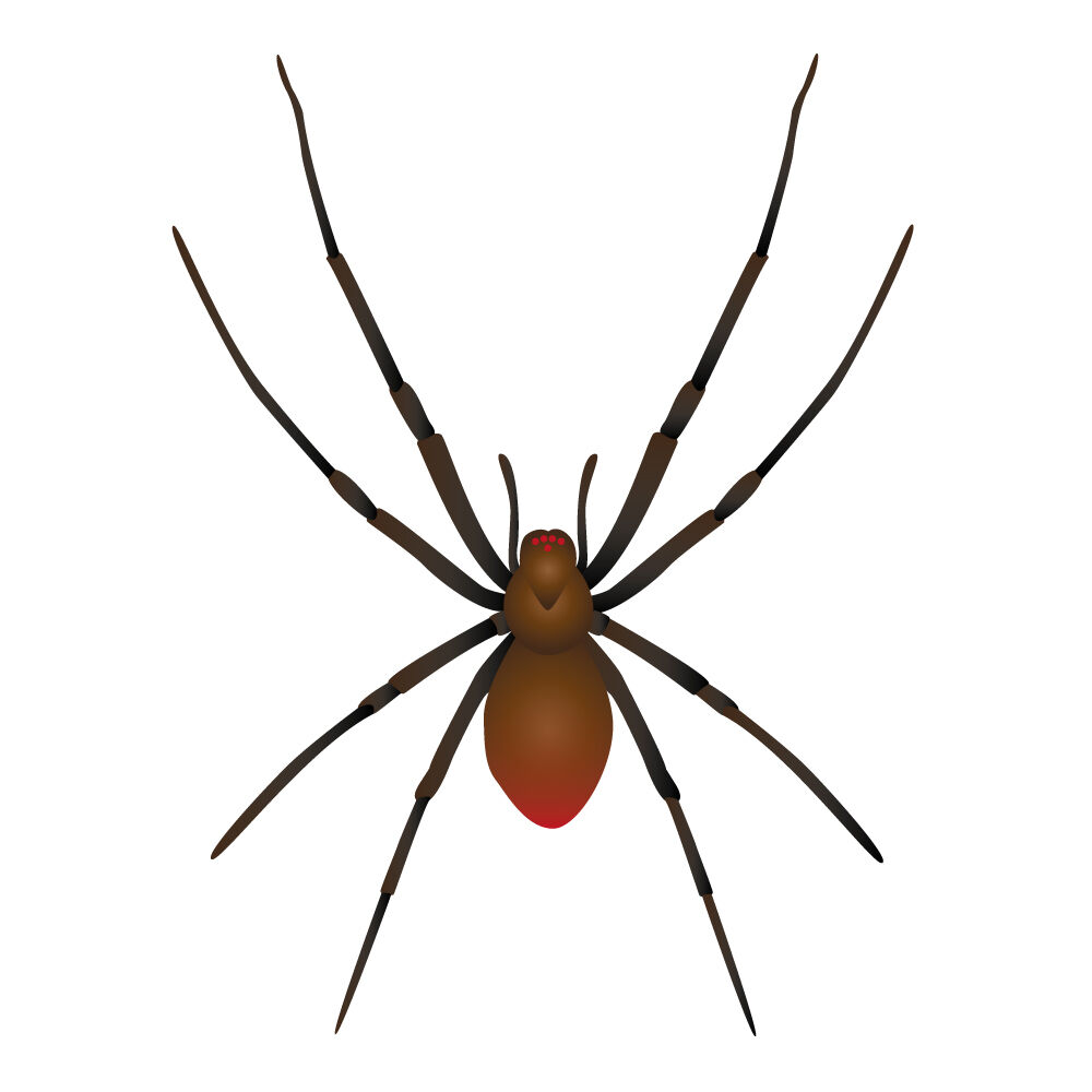 a0045i-spider.jpg