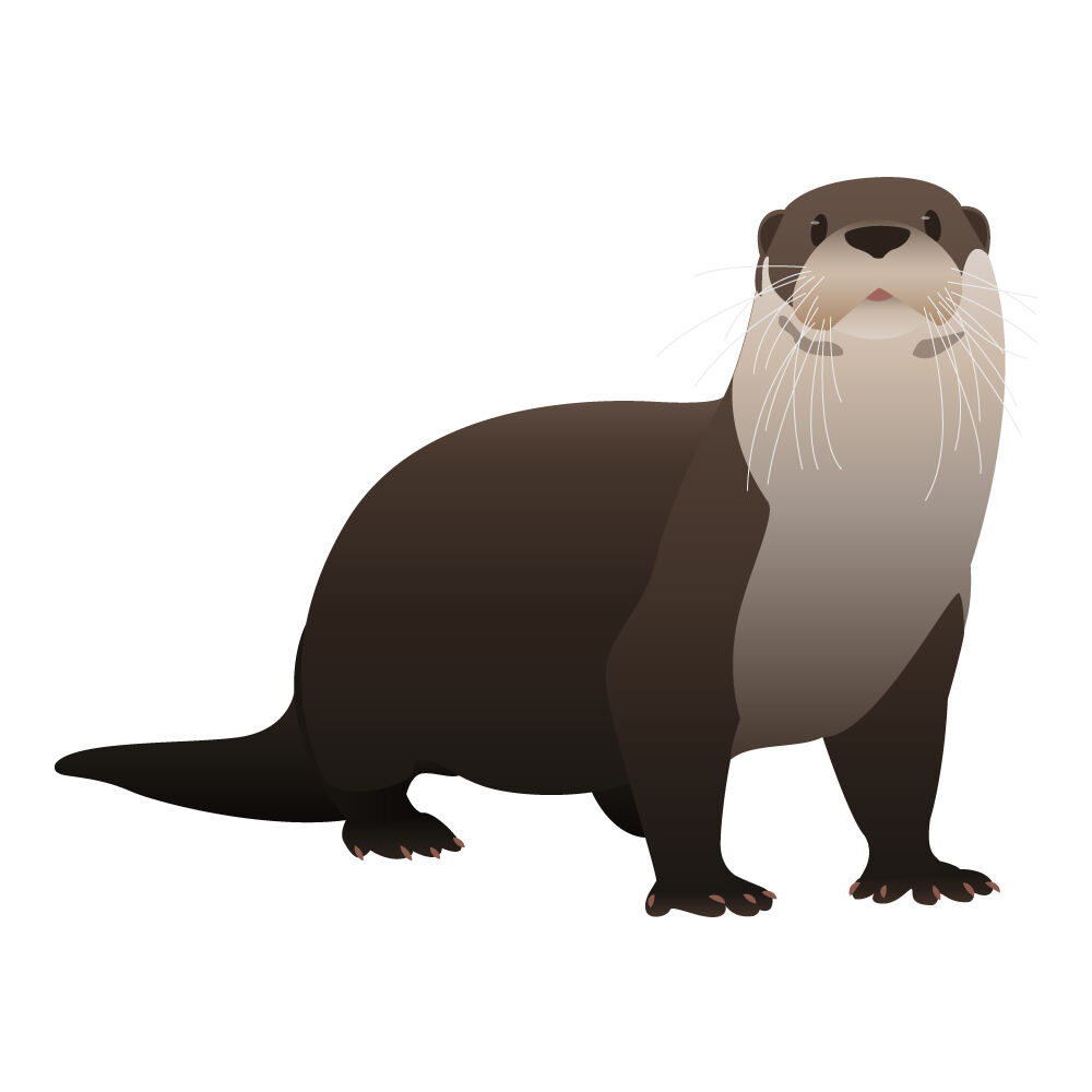a0308i-otter.jpg