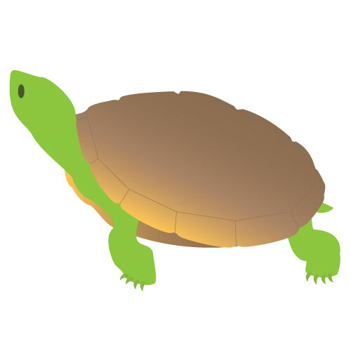 a0308i-turtle.jpg