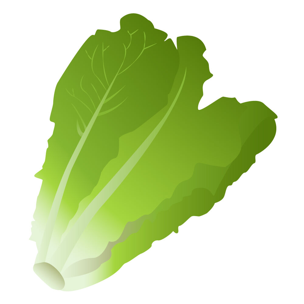 a0309i-lettuce.jpg