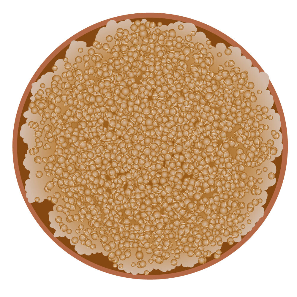 a0309i-quinoa.jpg